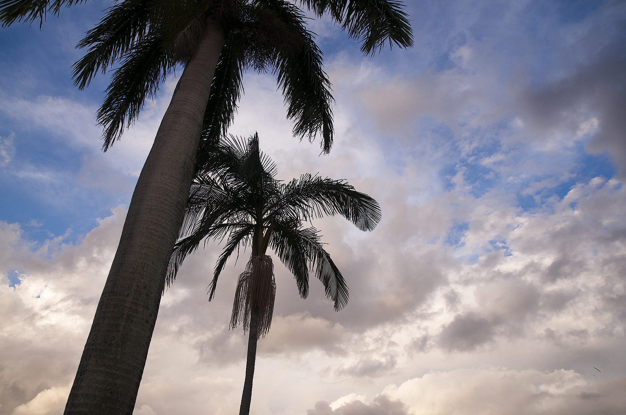 Nikon D300 sample photo. Palm trees photography