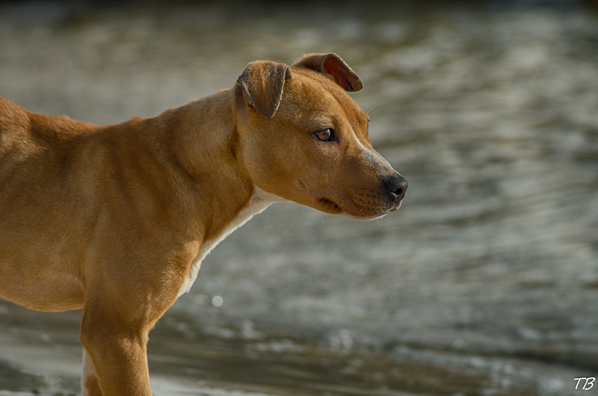 Nikon D7000 + AF Nikkor 70-210mm f/4-5.6 sample photo. Stray dog photography