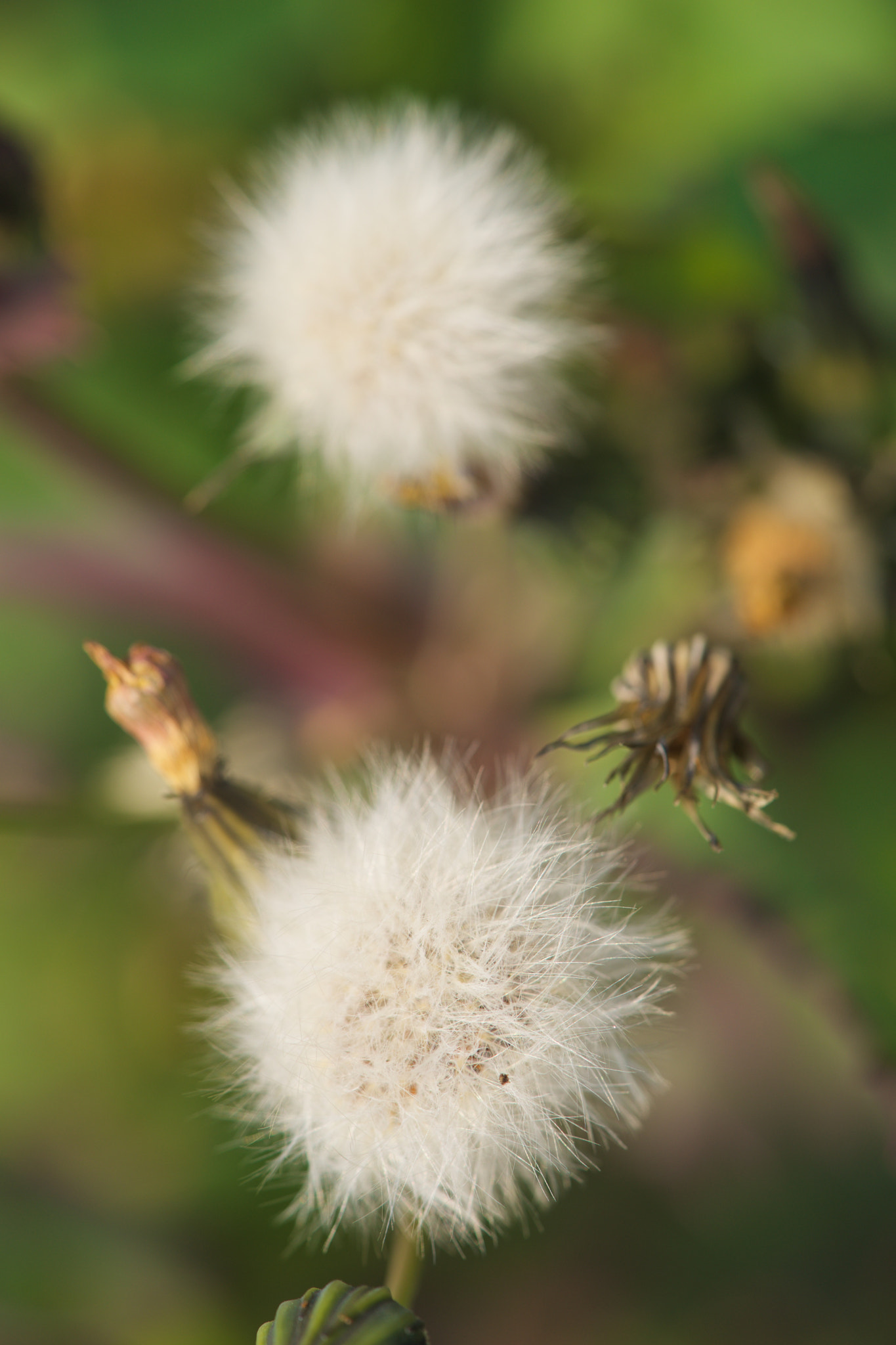 Sony a7 + Sony FE 90mm F2.8 Macro G OSS sample photo. Flowers 4678 photography