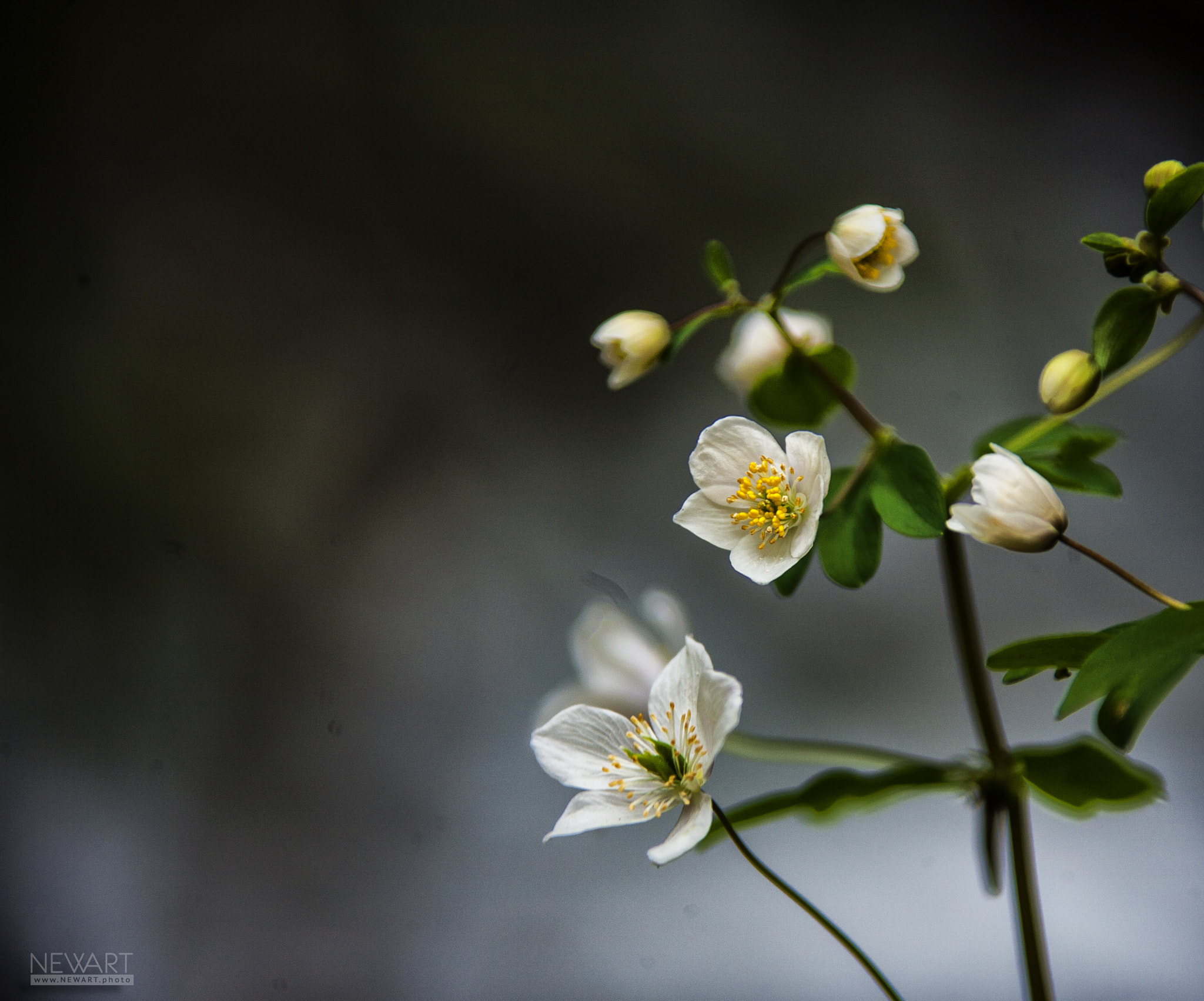 Canon EF 28-300mm F3.5-5.6L IS USM sample photo. 1624 photography