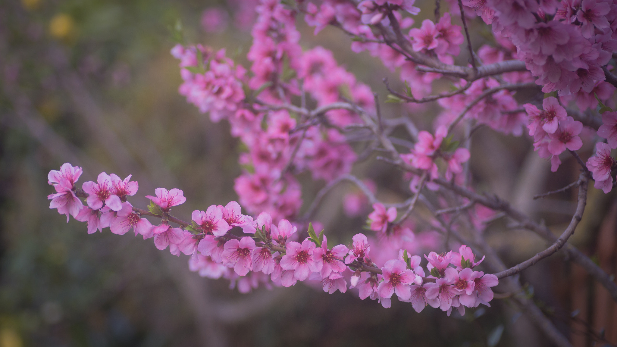 Canon EOS 6D + Tamron SP AF 90mm F2.8 Di Macro sample photo. Springtime! photography