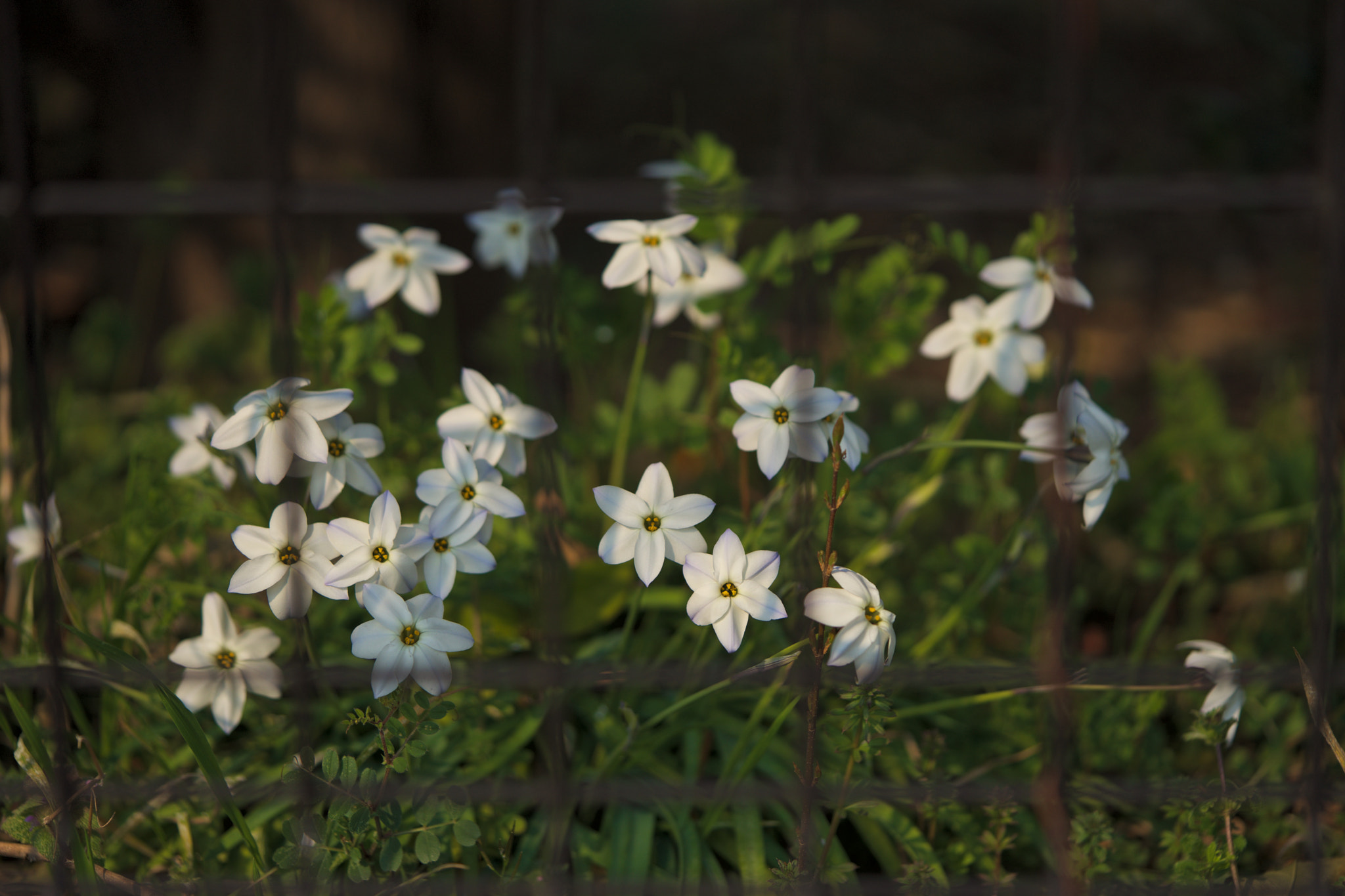 Sony FE 90mm F2.8 Macro G OSS sample photo. Flowers 4679 photography