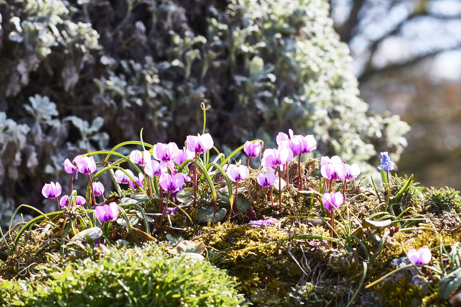 Sony 85mm F2.8 SAM sample photo. Spring time photography