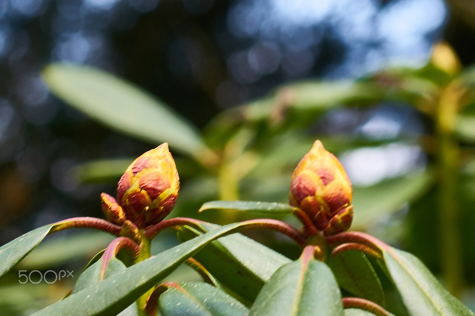 Sony 85mm F2.8 SAM sample photo. Spring time photography