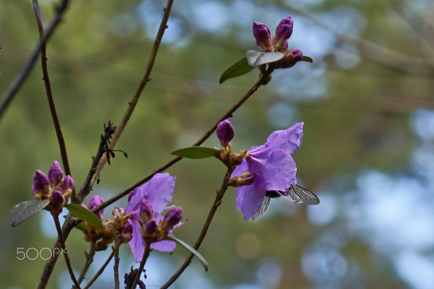 Sony ILCA-77M2 + Sony 85mm F2.8 SAM sample photo. Spring time photography