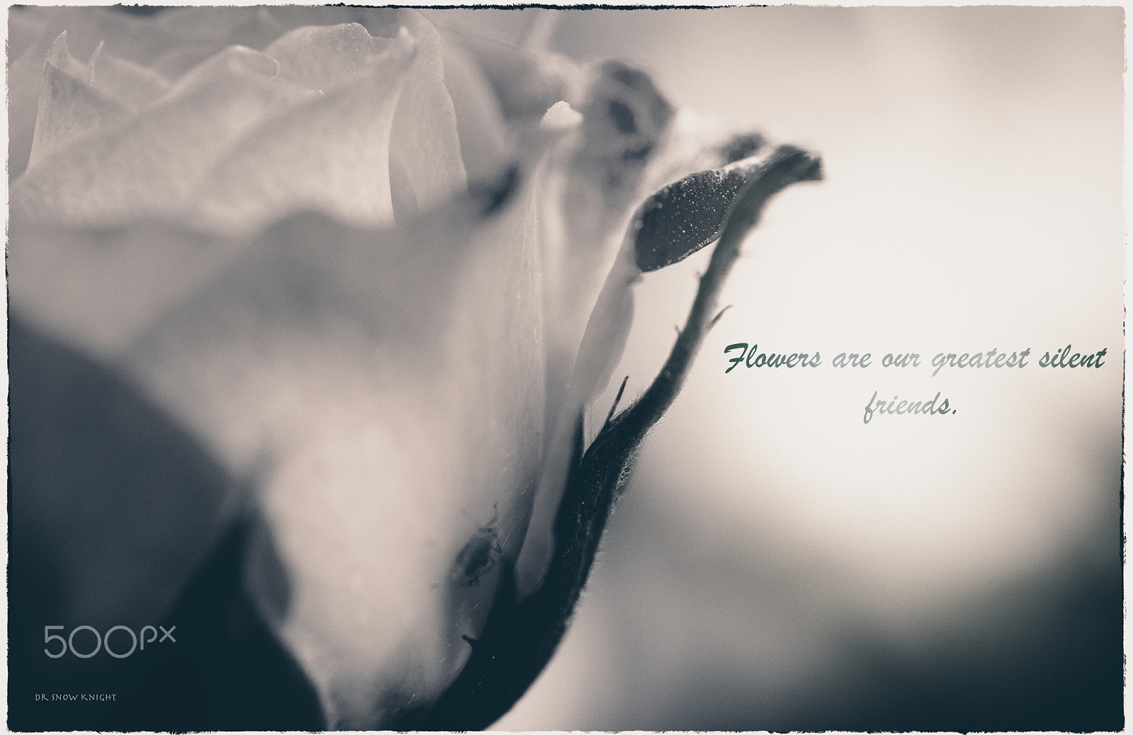 Nikon D5500 sample photo. Flower quote photography