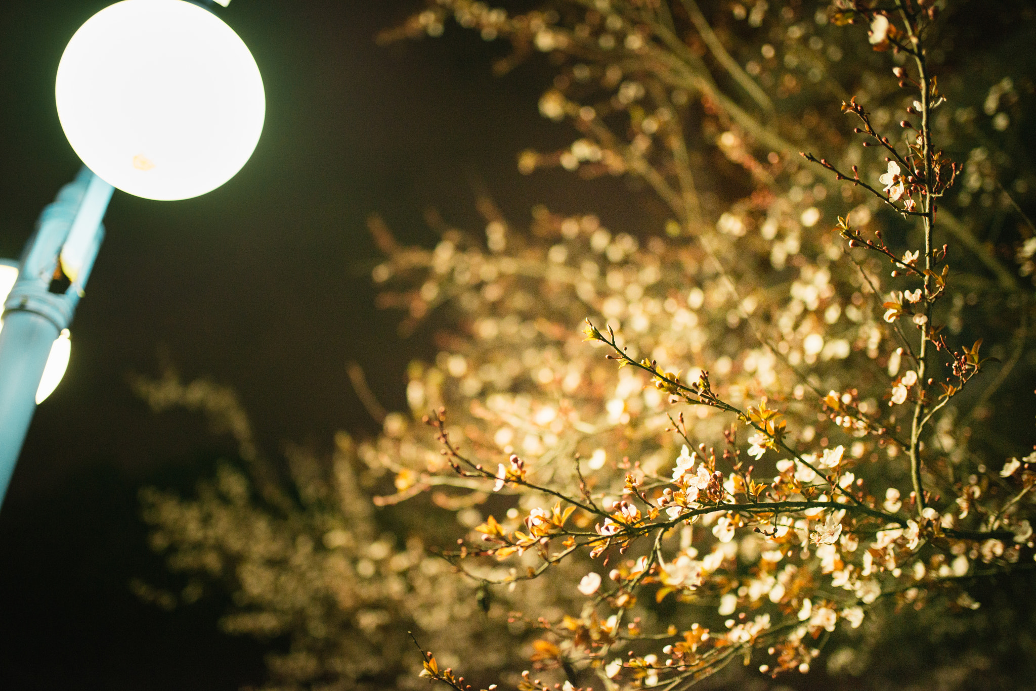 Nikon D610 + Sigma 35mm F1.4 DG HSM Art sample photo. Spring photography