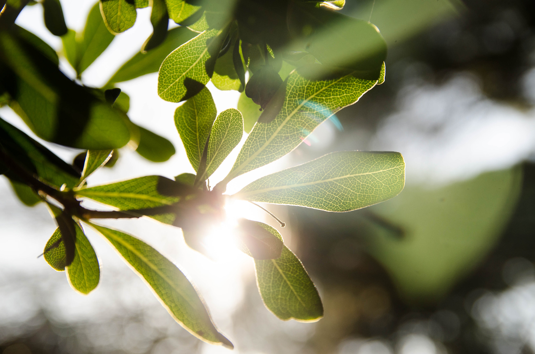 Sigma 17-50mm F2.8 EX DC OS HSM sample photo. Shape of nature photography