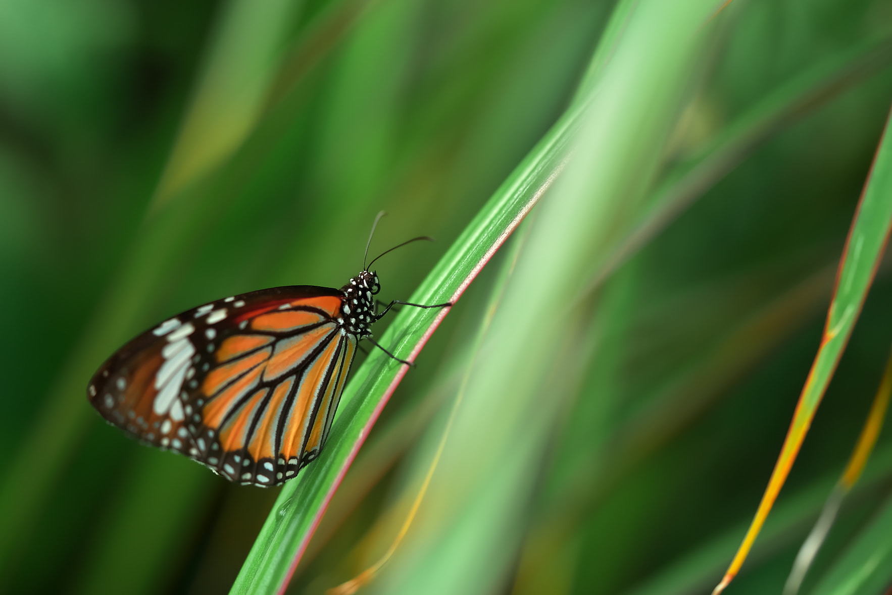 Sony a7R + Sony FE 90mm F2.8 Macro G OSS sample photo. Butterfly photography