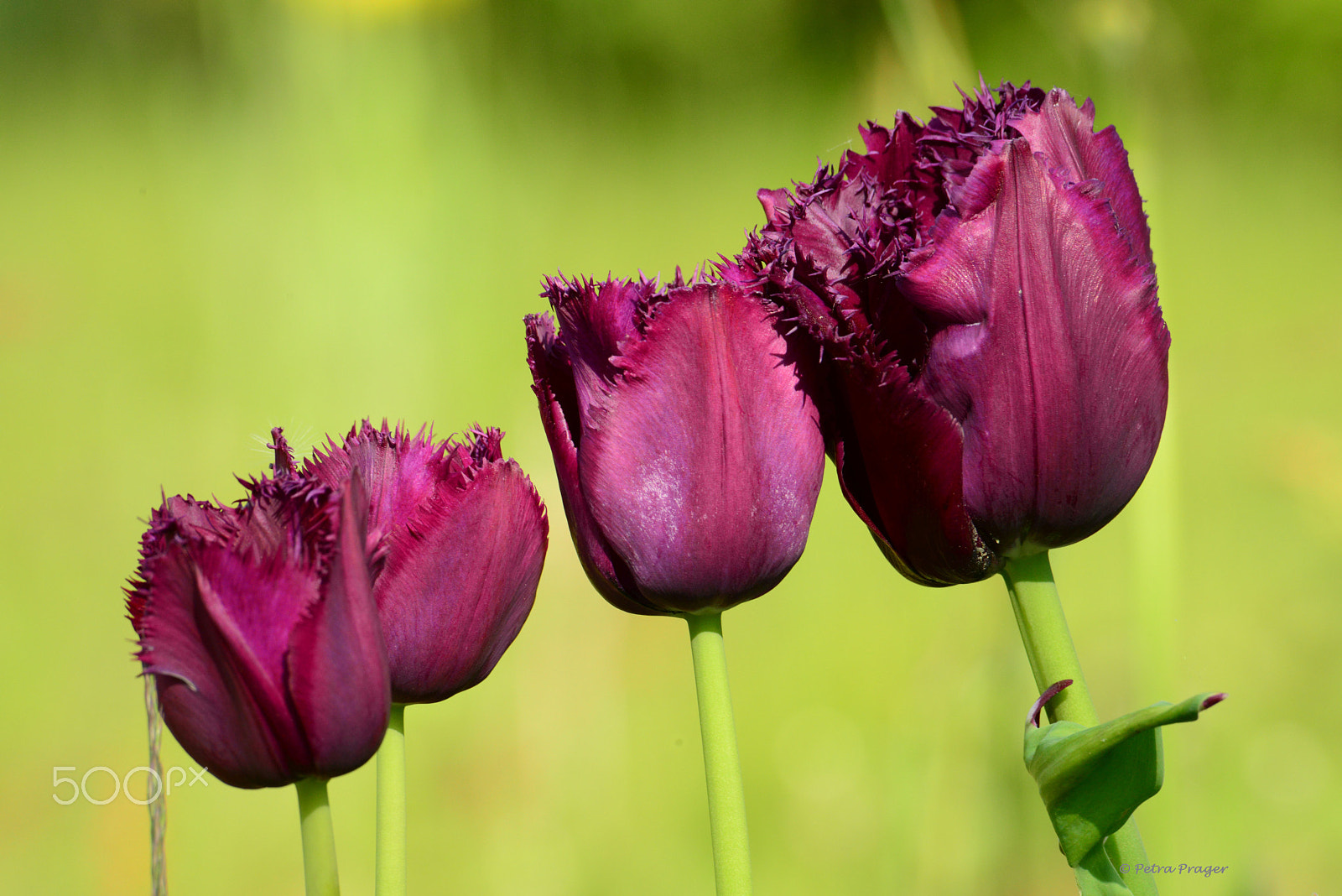 Nikon D800 sample photo. Tulips photography