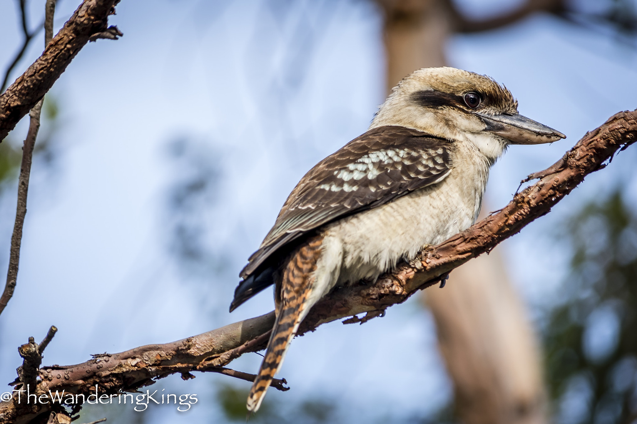 Nikon D810 sample photo. Another kookaburra photography