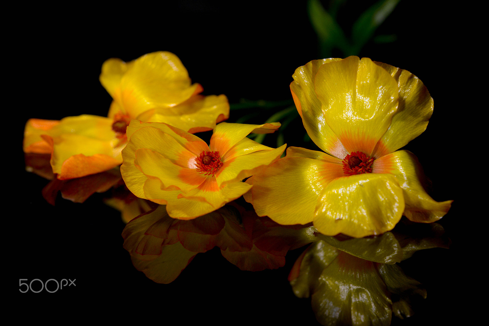 Sigma 150mm F2.8 EX DG OS Macro HSM sample photo. Ranunkeln photography