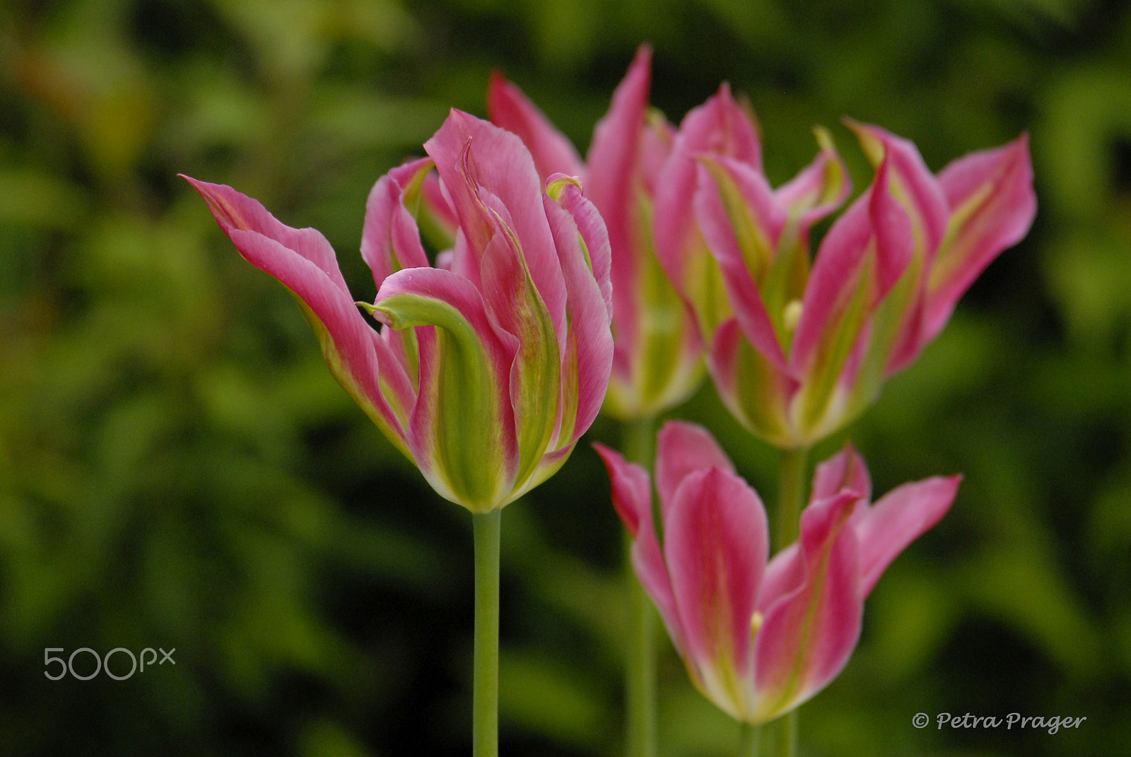 Nikon D200 sample photo. Tulilps photography