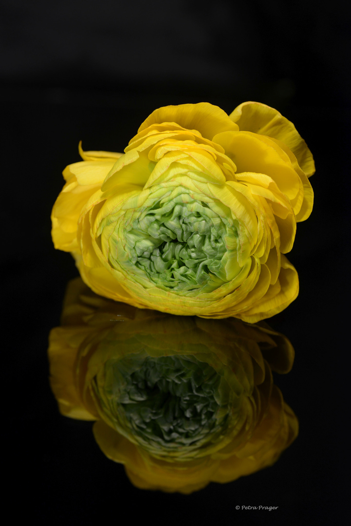 Sigma 150mm F2.8 EX DG OS Macro HSM sample photo. Ranunkel photography