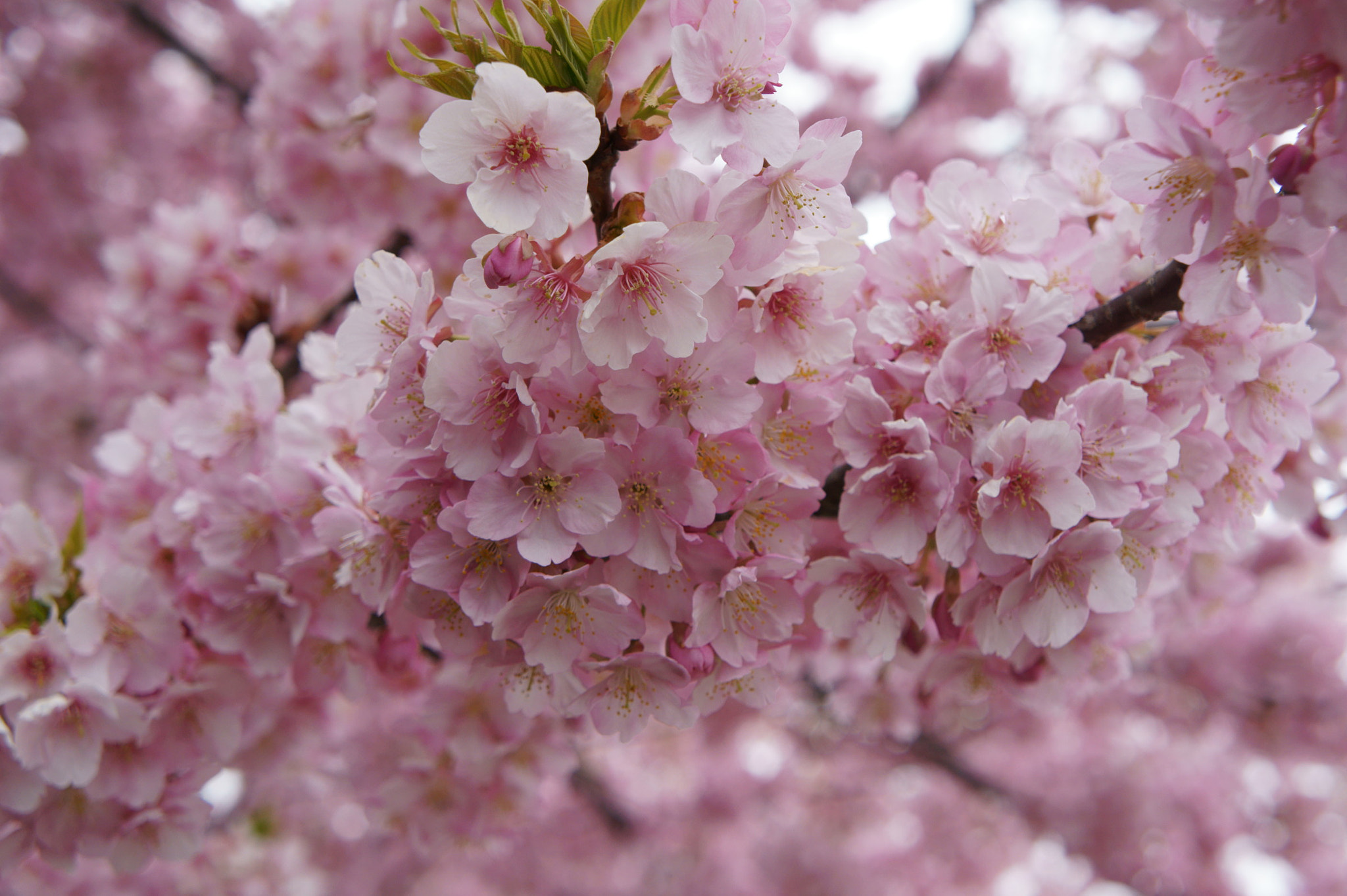 Sony E 18-55mm F3.5-5.6 OSS sample photo. The color of the spring photography