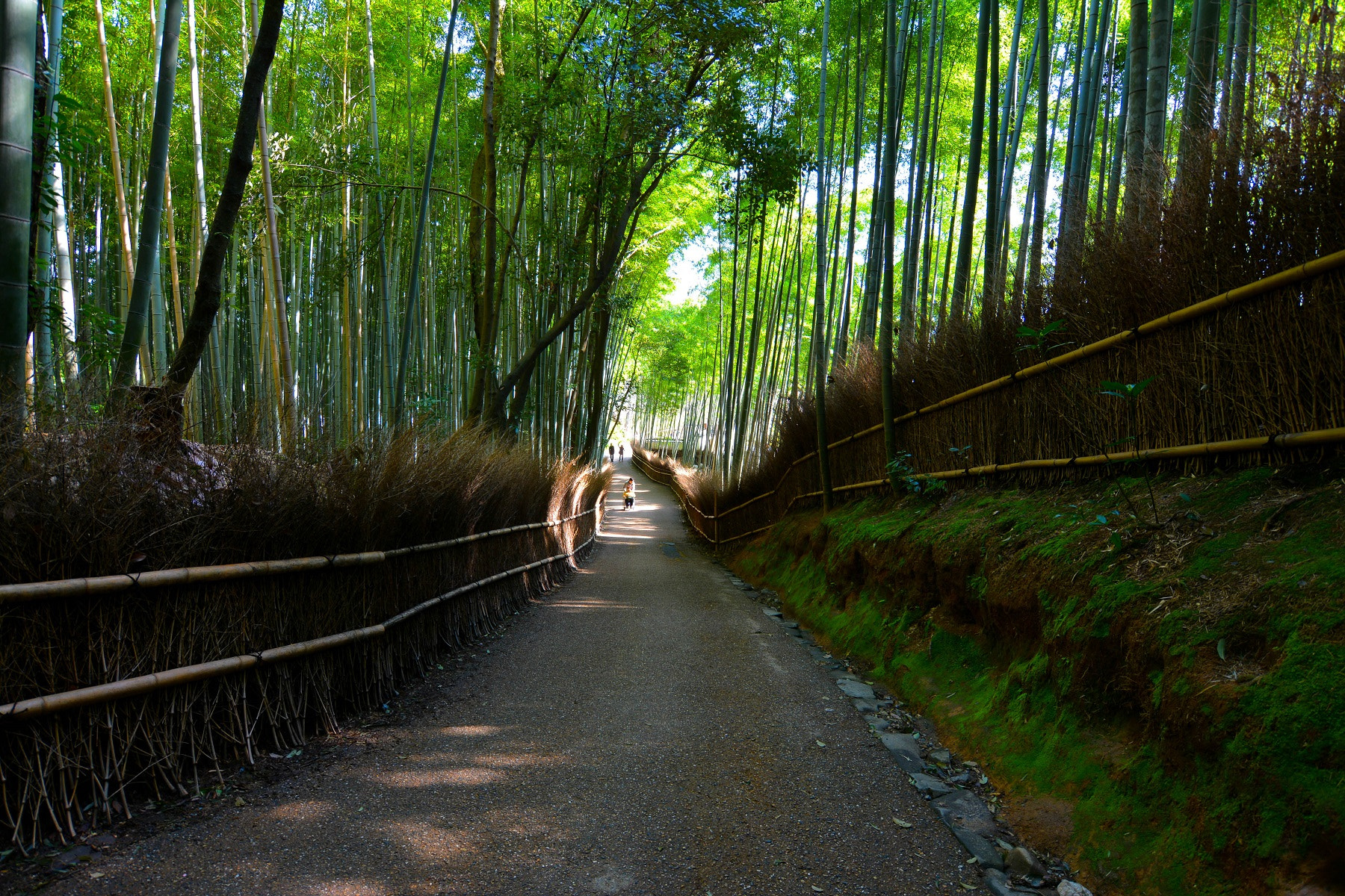 Nikon D7100 + Tokina AT-X 12-28mm F4 Pro DX sample photo. Arashiyama bamboo grove photography