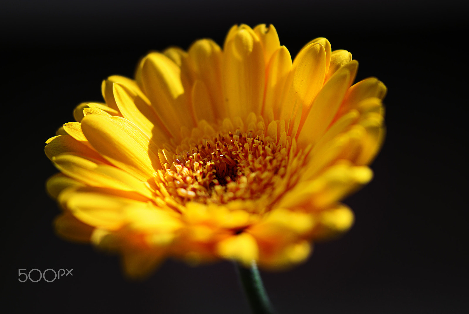 Samsung NX 60mm F2.8 Macro ED OIS SSA sample photo. Good morning sunshine photography