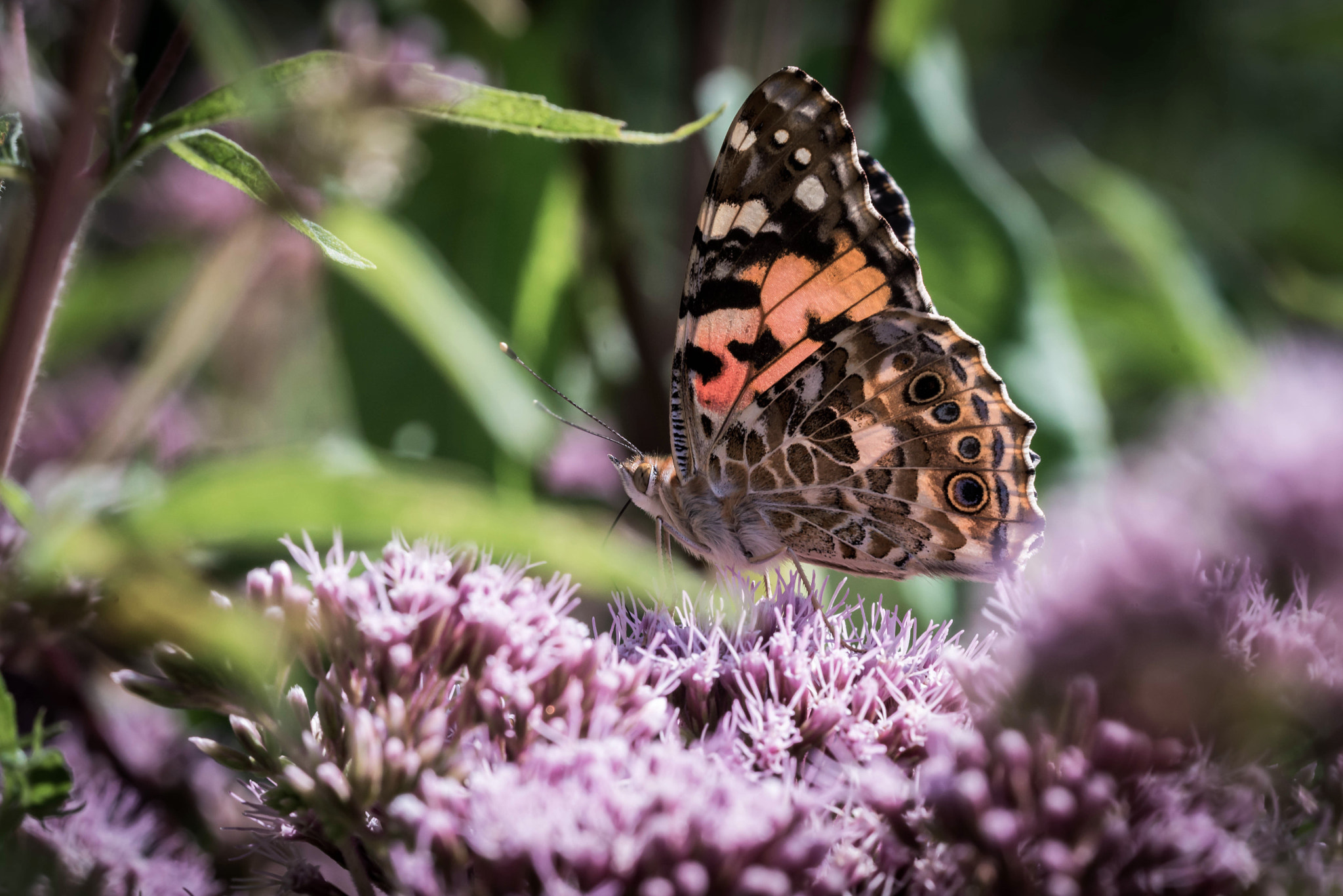 Sigma 150mm F2.8 EX DG OS Macro HSM sample photo. Belle dame photography