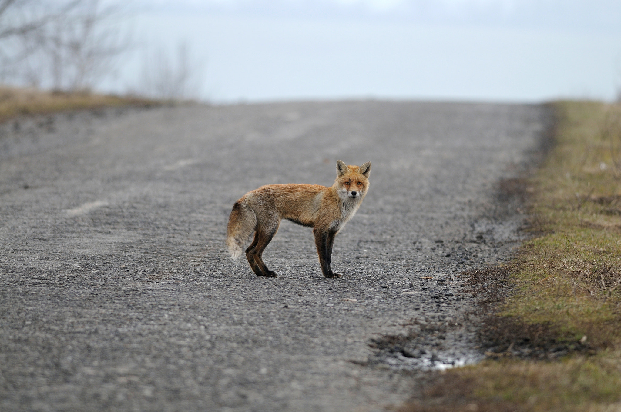 Nikon D300S + Nikon AF-S Nikkor 300mm F4D ED-IF sample photo. Fox on road photography