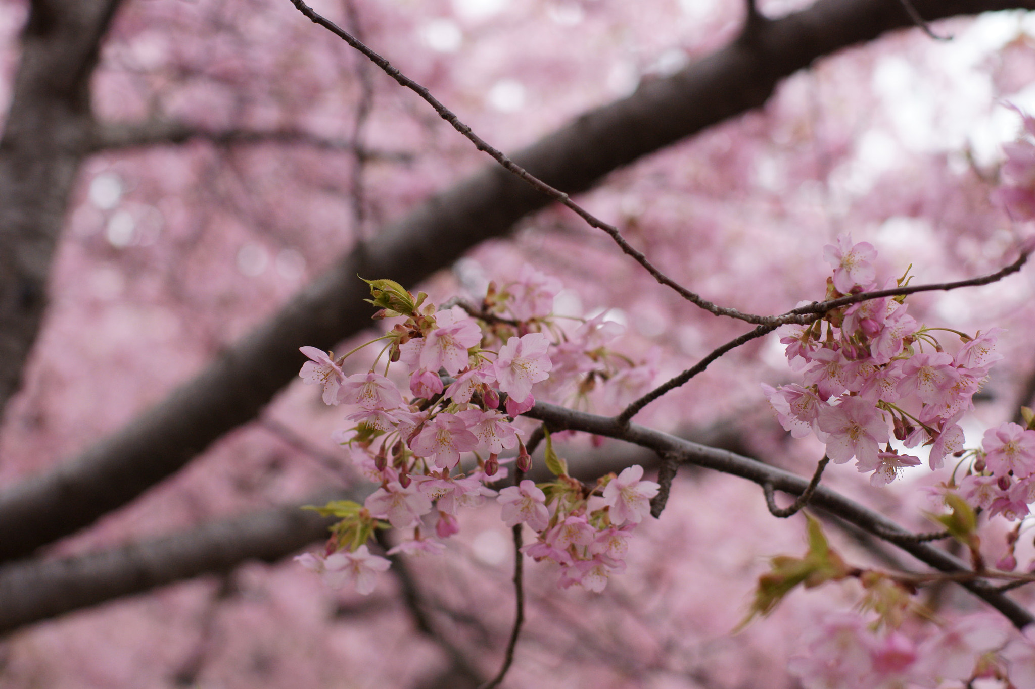 Sony Alpha DSLR-A700 sample photo. Sakura photography