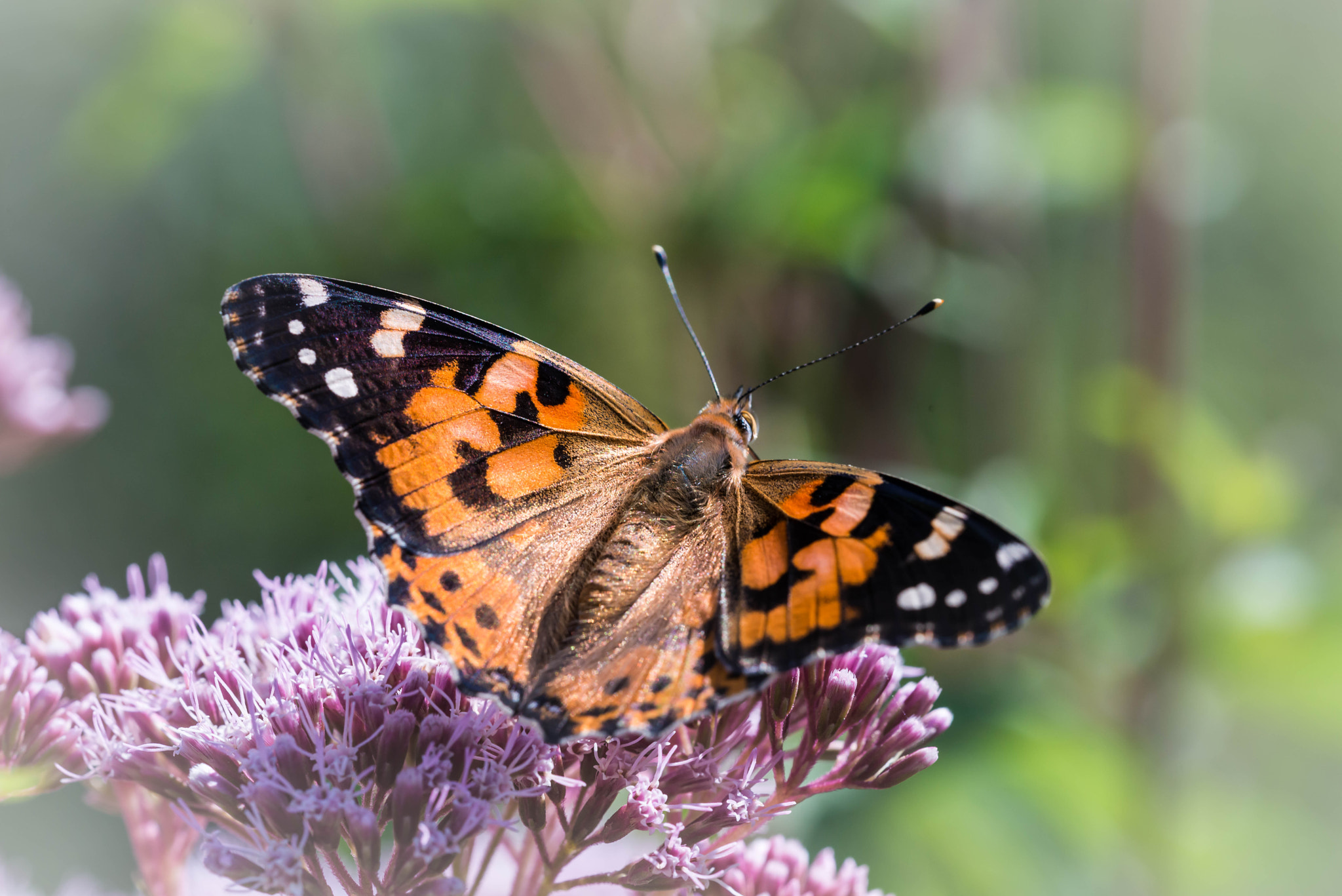 Nikon D800 + Sigma 150mm F2.8 EX DG OS Macro HSM sample photo. Belle dame photography