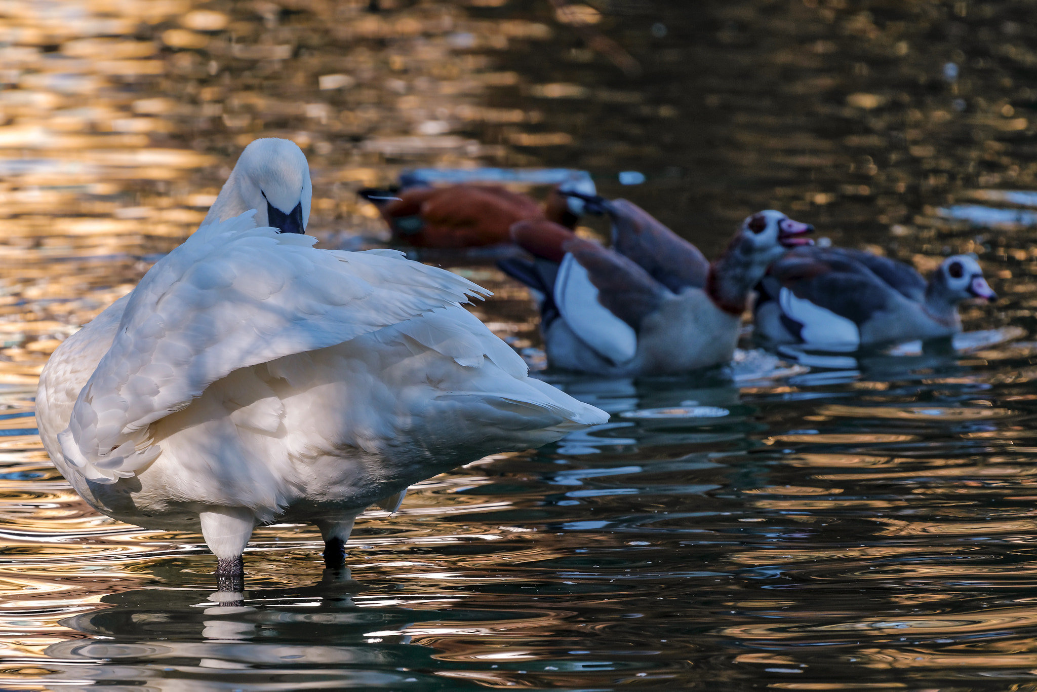 Nikon AF-S Nikkor 200-500mm F5.6E ED VR sample photo. Swan and ducks photography
