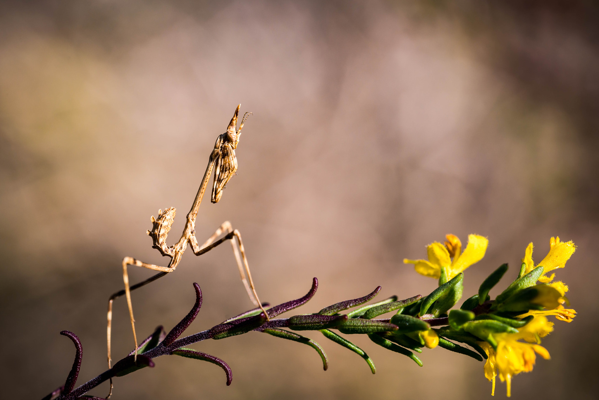 Sigma 150mm F2.8 EX DG OS Macro HSM sample photo. Diablotin photography
