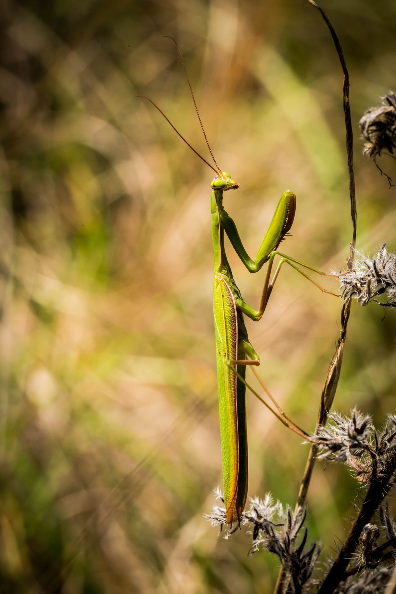 Nikon D800 + Sigma 150mm F2.8 EX DG OS Macro HSM sample photo. Mante mâle adulte photography