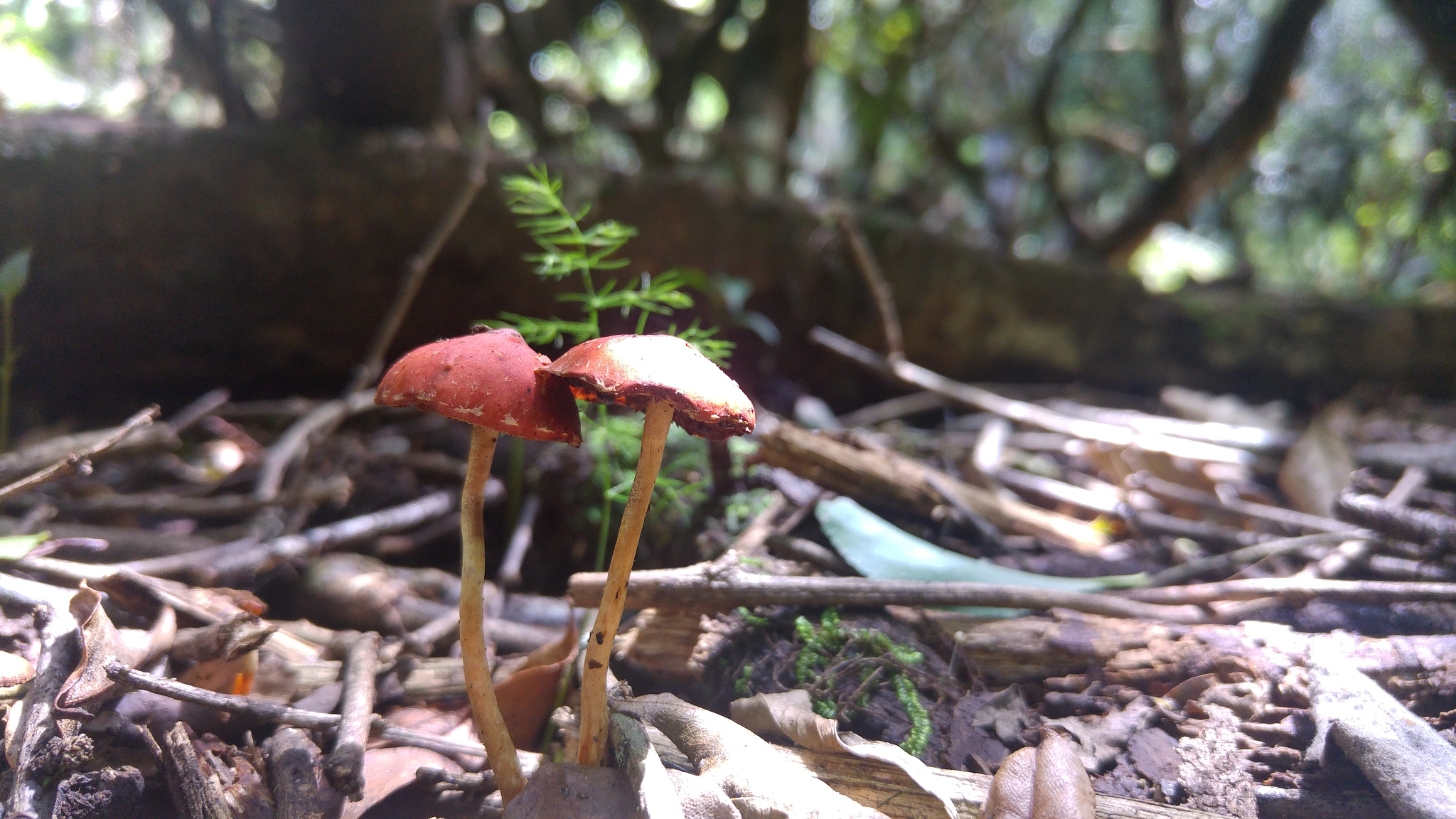 LG H815P sample photo. Mushrooms in the forest photography