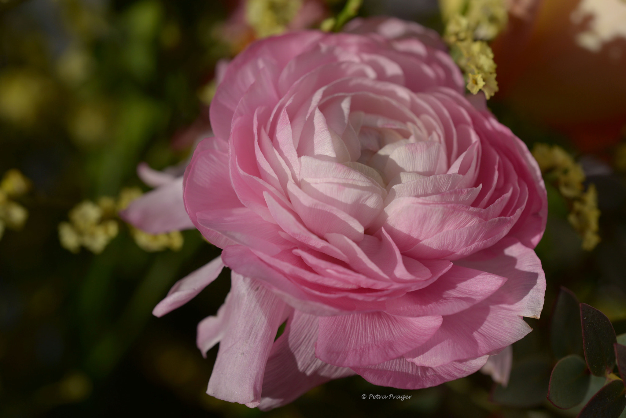 Sigma 150mm F2.8 EX DG OS Macro HSM sample photo. Gentle photography