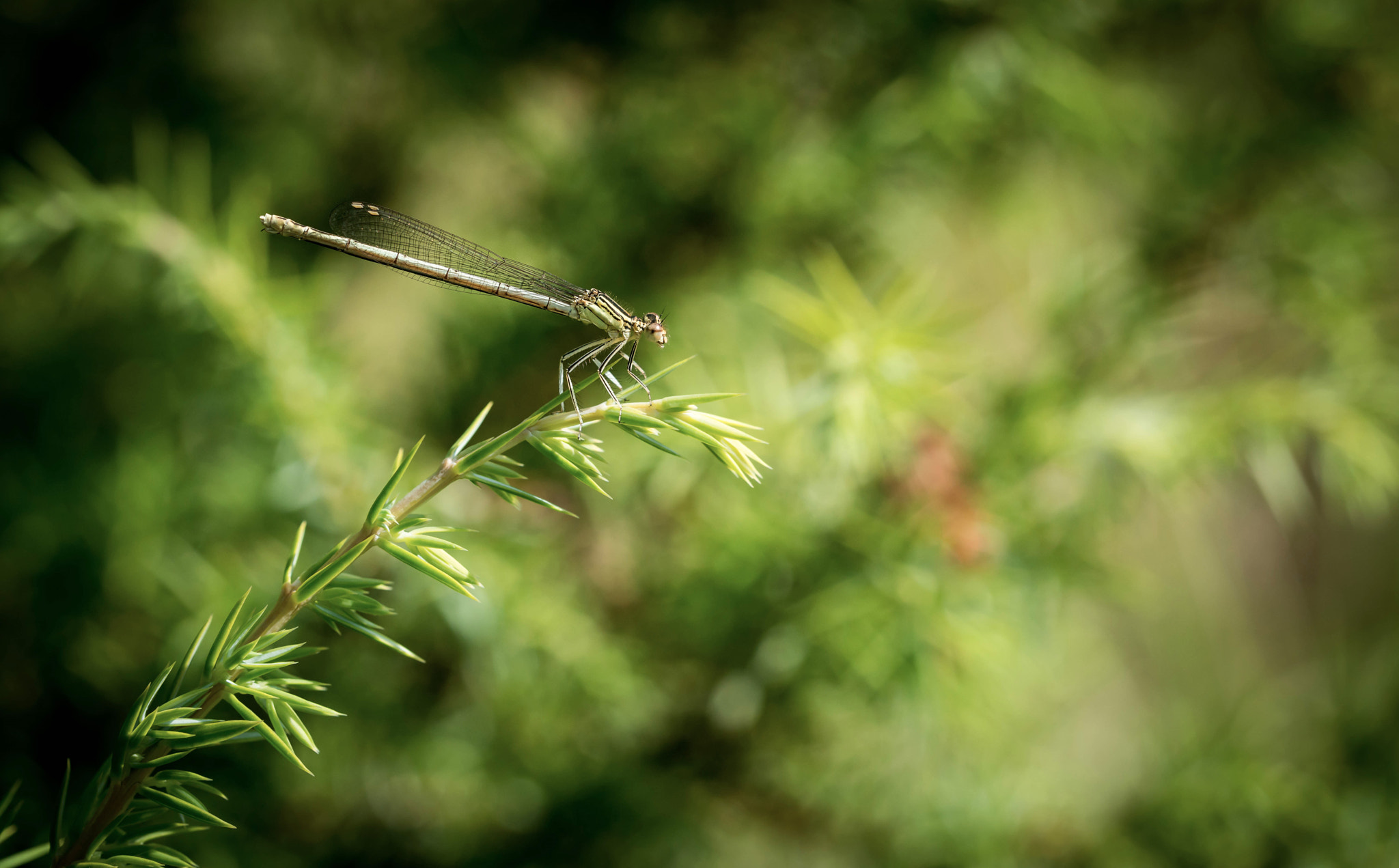 Sigma 150mm F2.8 EX DG OS Macro HSM sample photo. Agrion photography