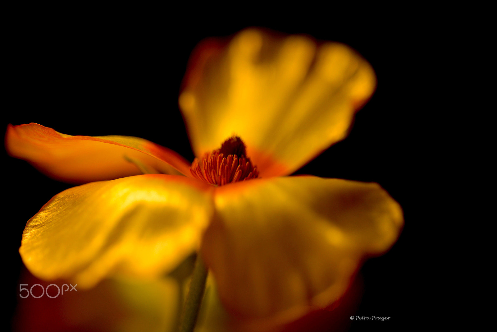 Sigma 150mm F2.8 EX DG OS Macro HSM sample photo. Shining photography