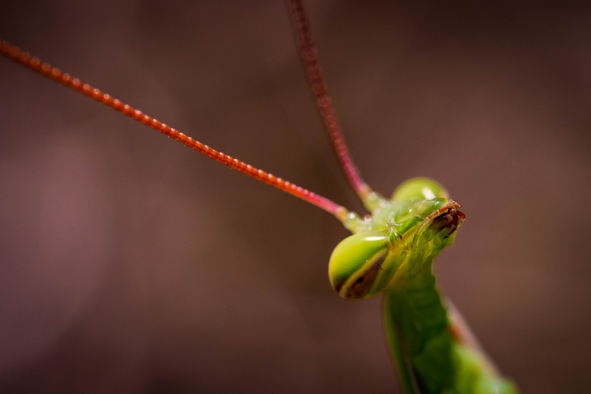 Nikon D800 + Sigma 150mm F2.8 EX DG OS Macro HSM sample photo. Mante mâle photography