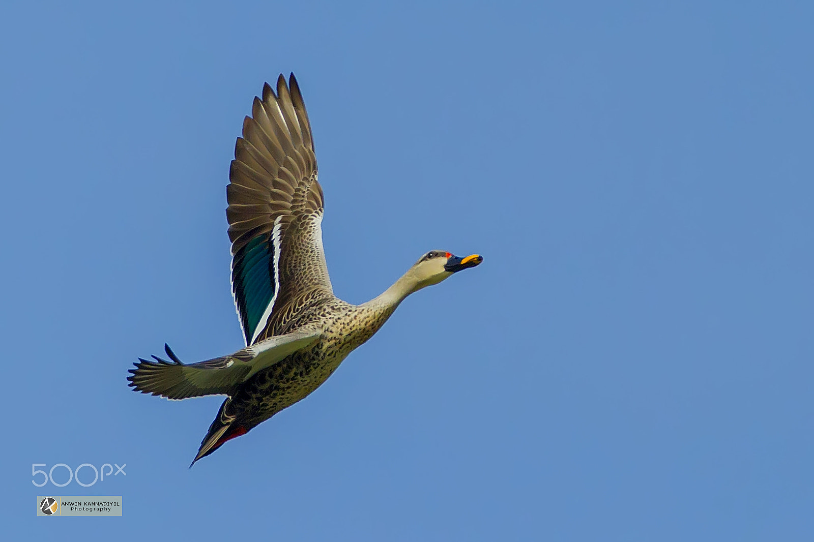 Canon EF 600mm f/4L IS sample photo. Spot-billed duck photography