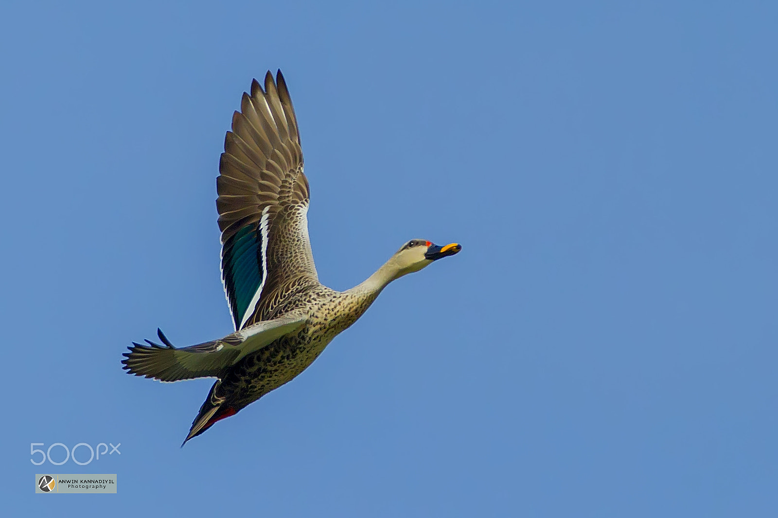 Canon EOS-1D Mark IV + Canon EF 600mm f/4L IS sample photo. Spot-billed duck photography