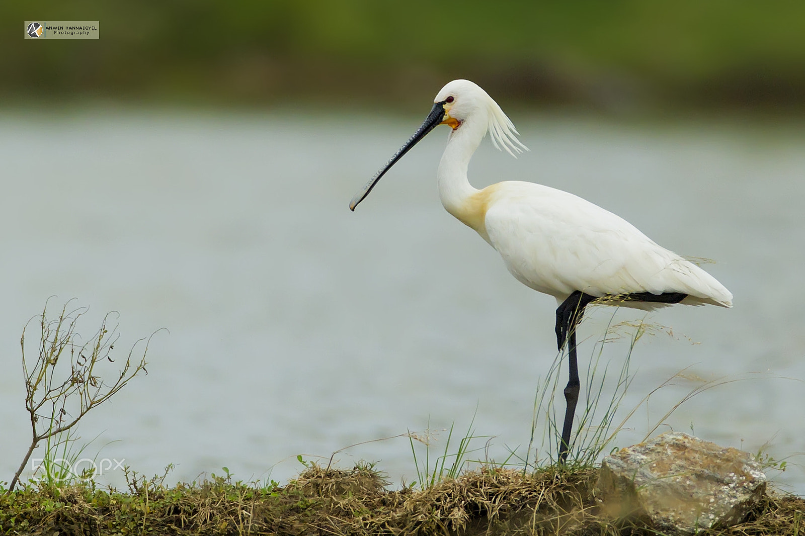 Canon EF 600mm f/4L IS sample photo. Spoonbill photography