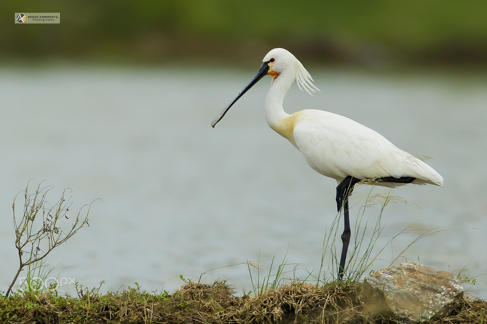 Canon EOS-1D Mark IV sample photo. Spoonbill photography