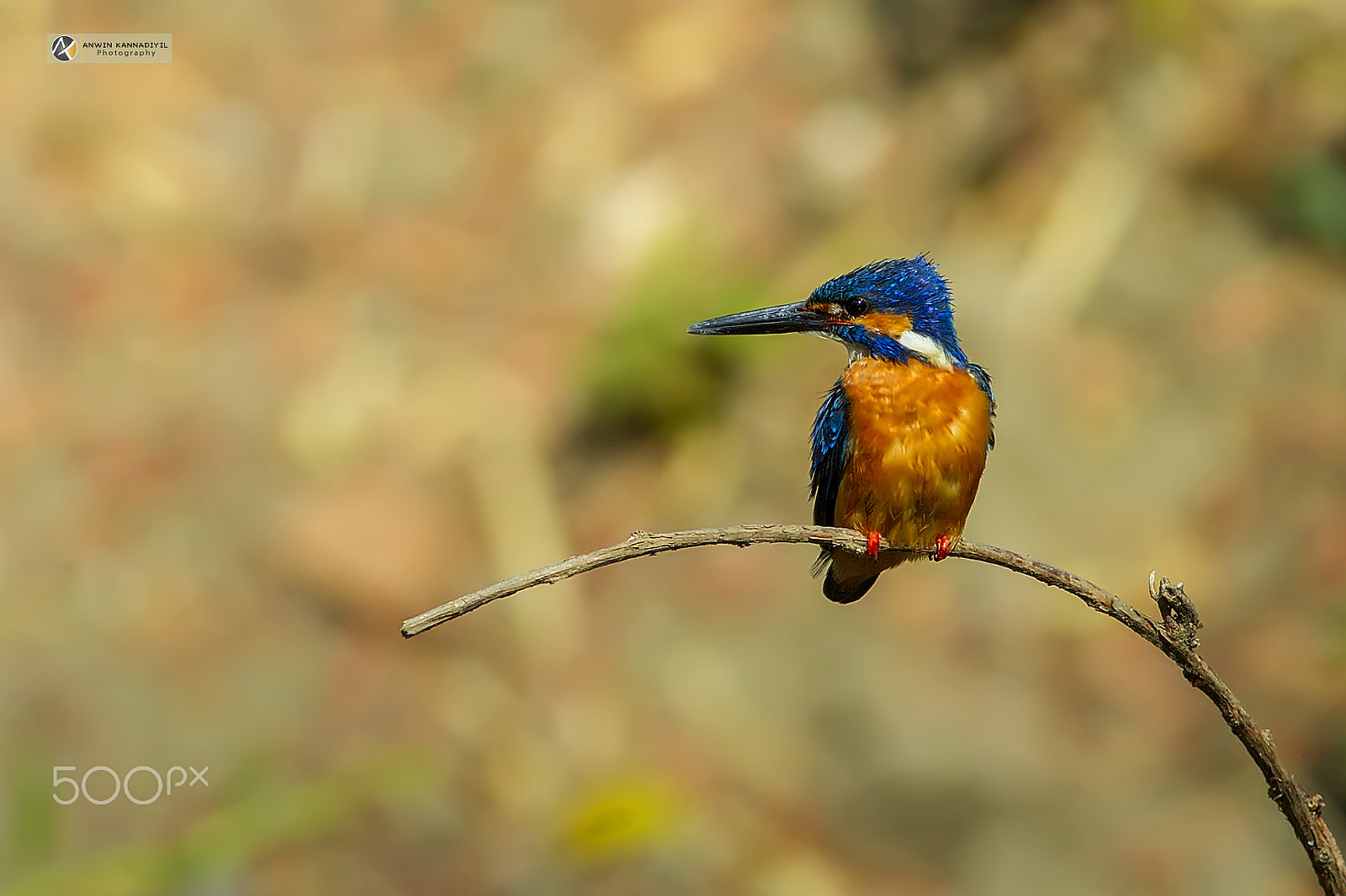 Canon EF 400mm F5.6L USM sample photo. King fisher photography