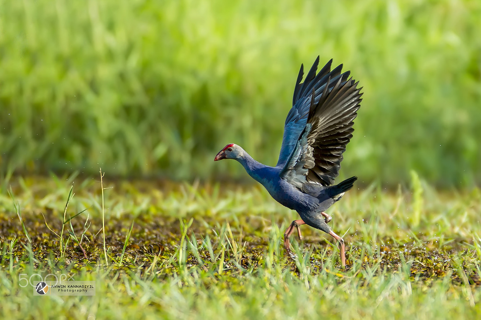 Canon EOS-1D Mark IV + Canon EF 600mm f/4L IS sample photo. Purple swamphen photography