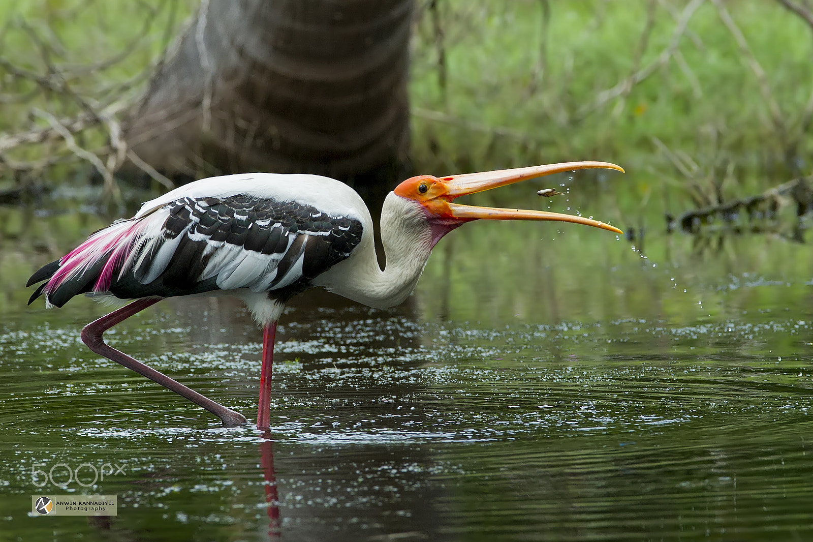 Canon EF 600mm f/4L IS sample photo. Painted stork photography