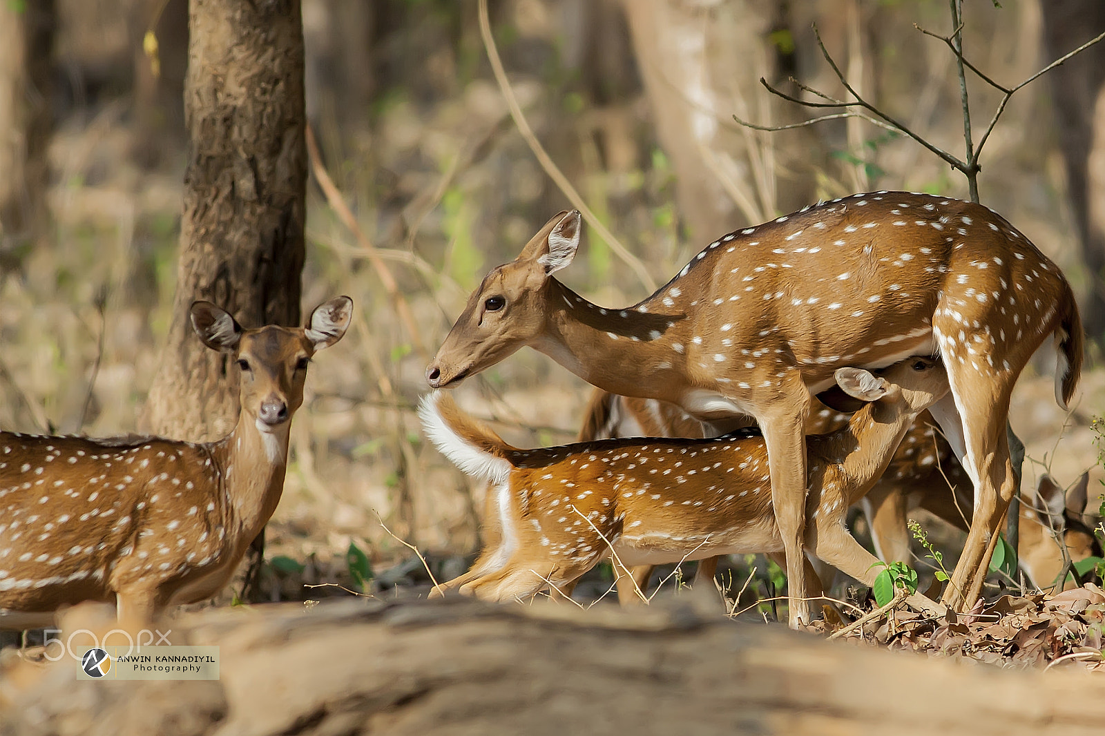 Canon EF 600mm f/4L IS sample photo. Spotted deer feeding photography