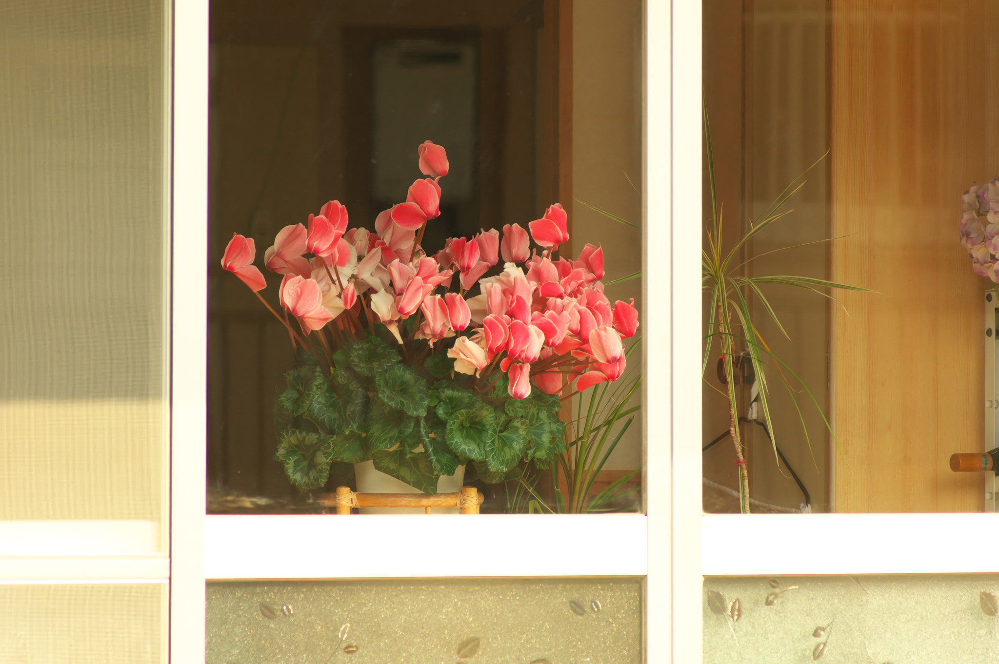 Pentax smc D-FA 100mm F2.8 Macro WR sample photo. "once i loved the wind as it blew...." photography