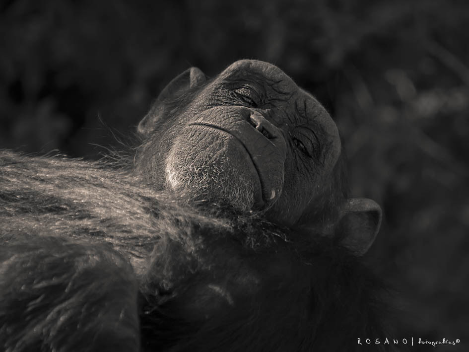 Olympus E-330 (EVOLT E-330) sample photo. Chimpancé photography