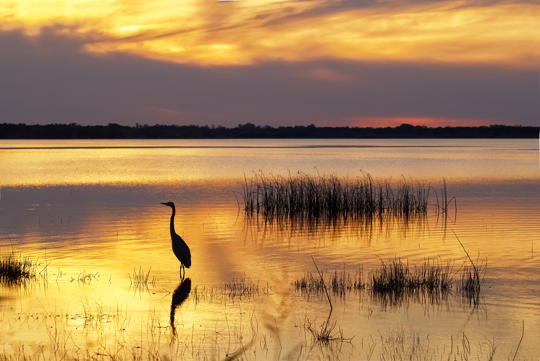 Sony SLT-A58 sample photo. Myakka river state park / florida photography