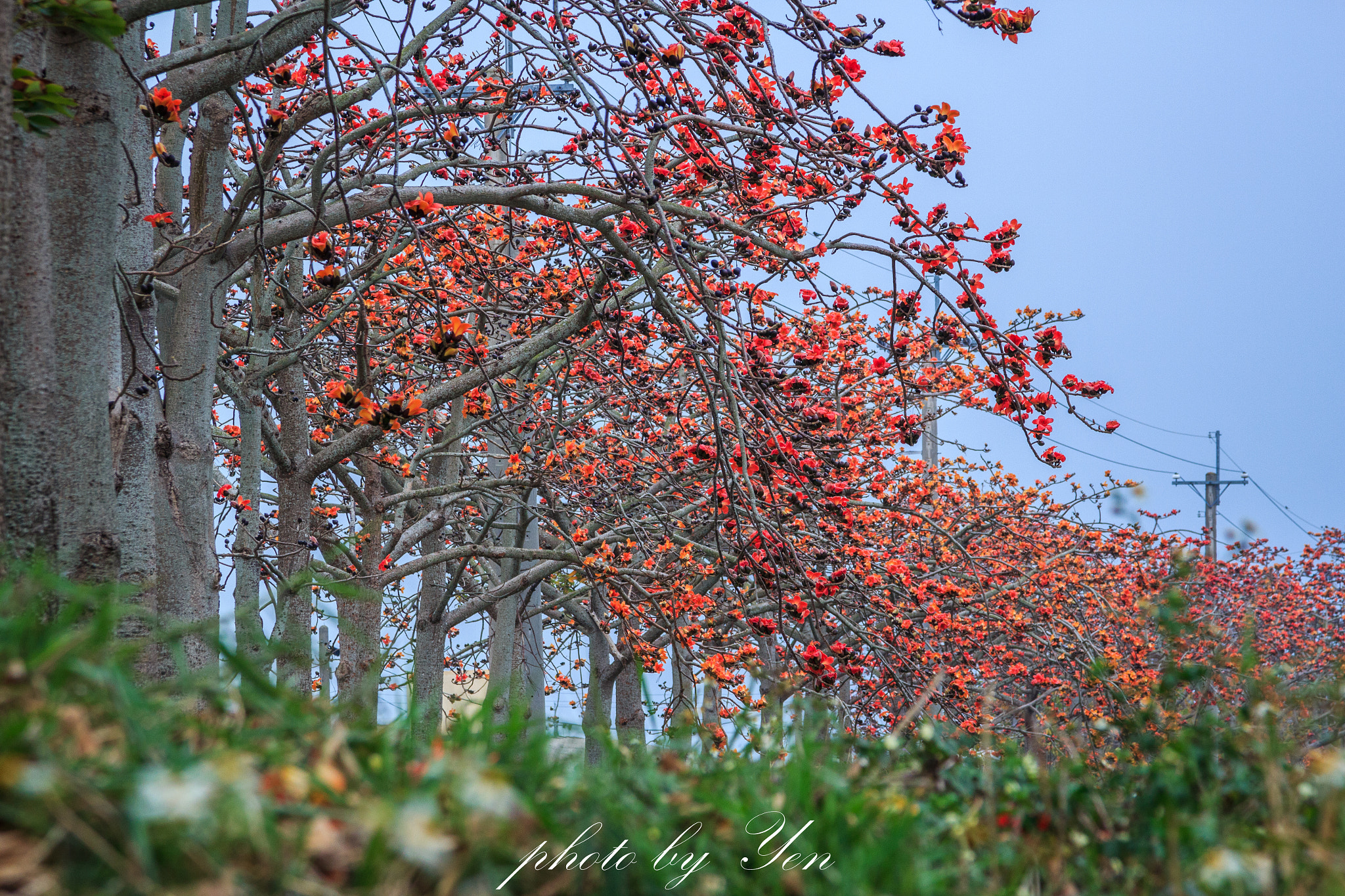 Canon EOS 550D (EOS Rebel T2i / EOS Kiss X4) + Canon EF 24-105mm F4L IS USM sample photo. 春。紅 photography