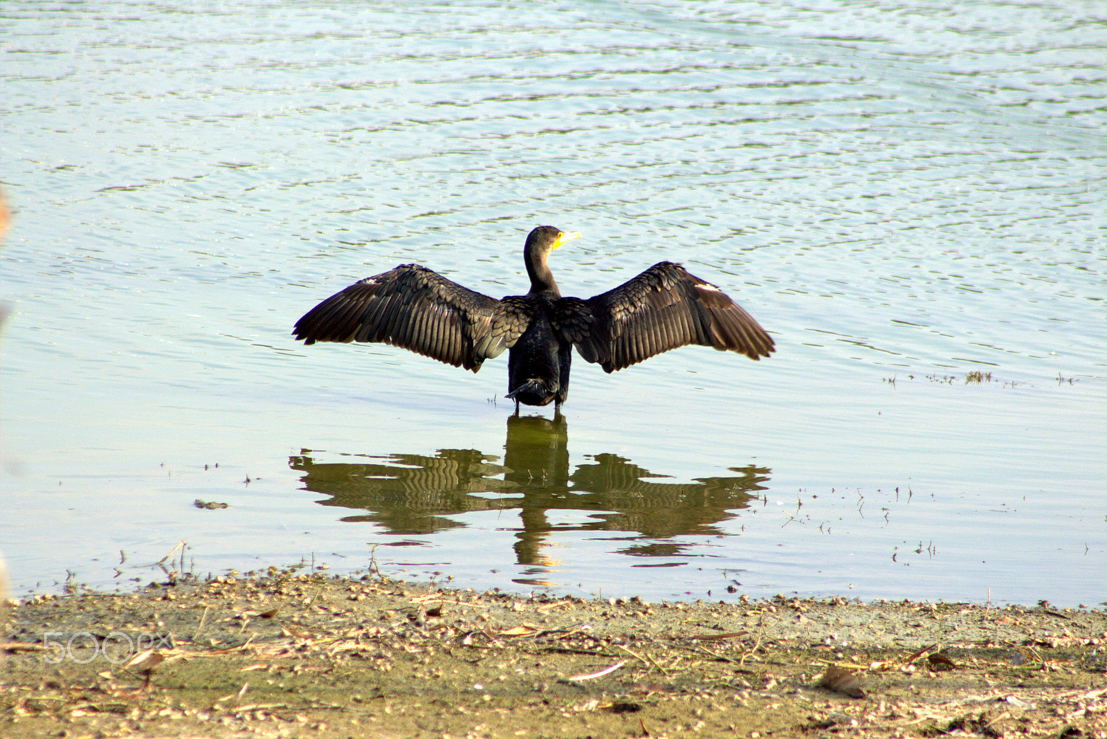 Canon EOS 700D (EOS Rebel T5i / EOS Kiss X7i) + EF75-300mm f/4-5.6 sample photo. Birds photography