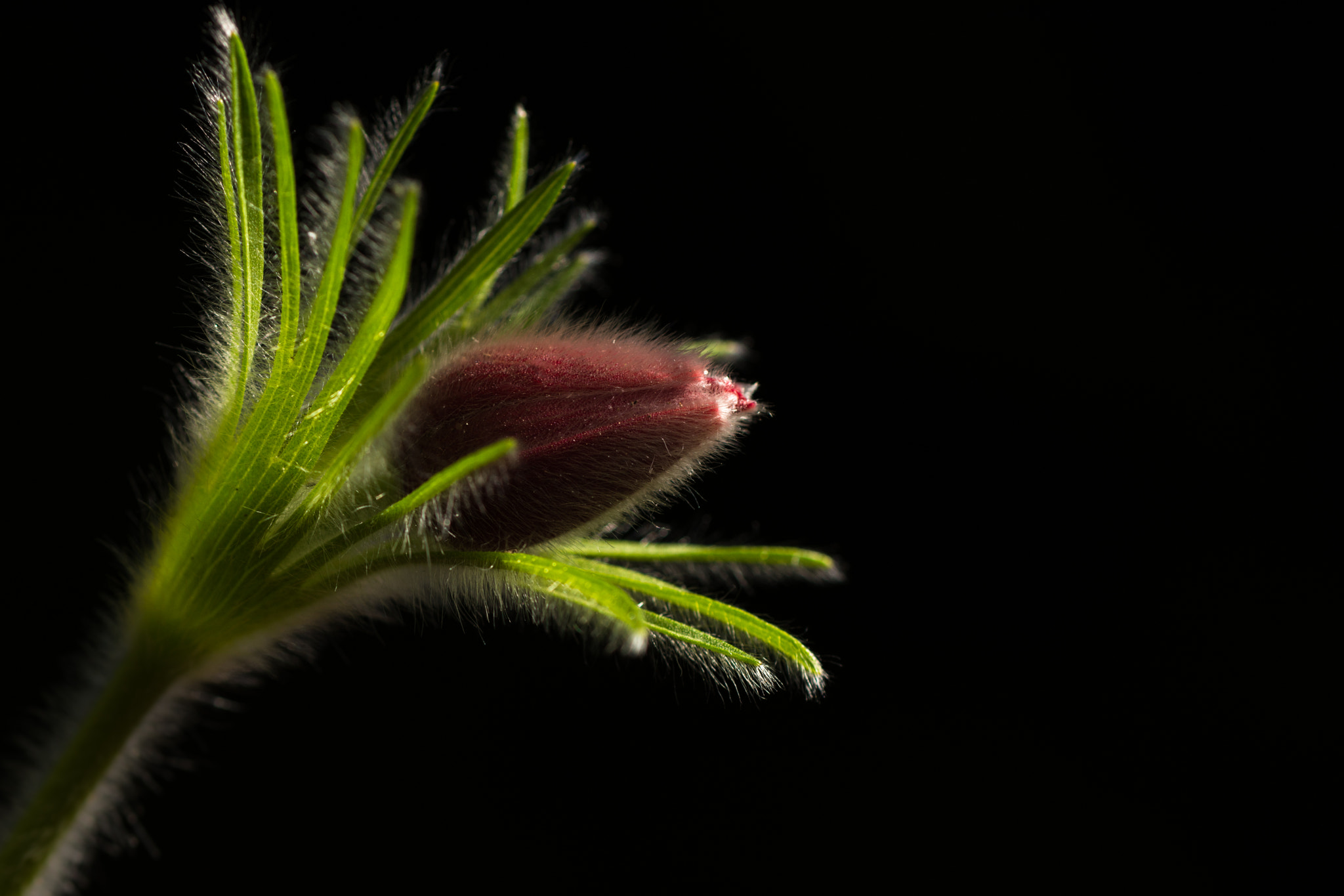 Sigma 105mm F2.8 EX DG OS HSM sample photo. Pulsatilla vulgaris photography