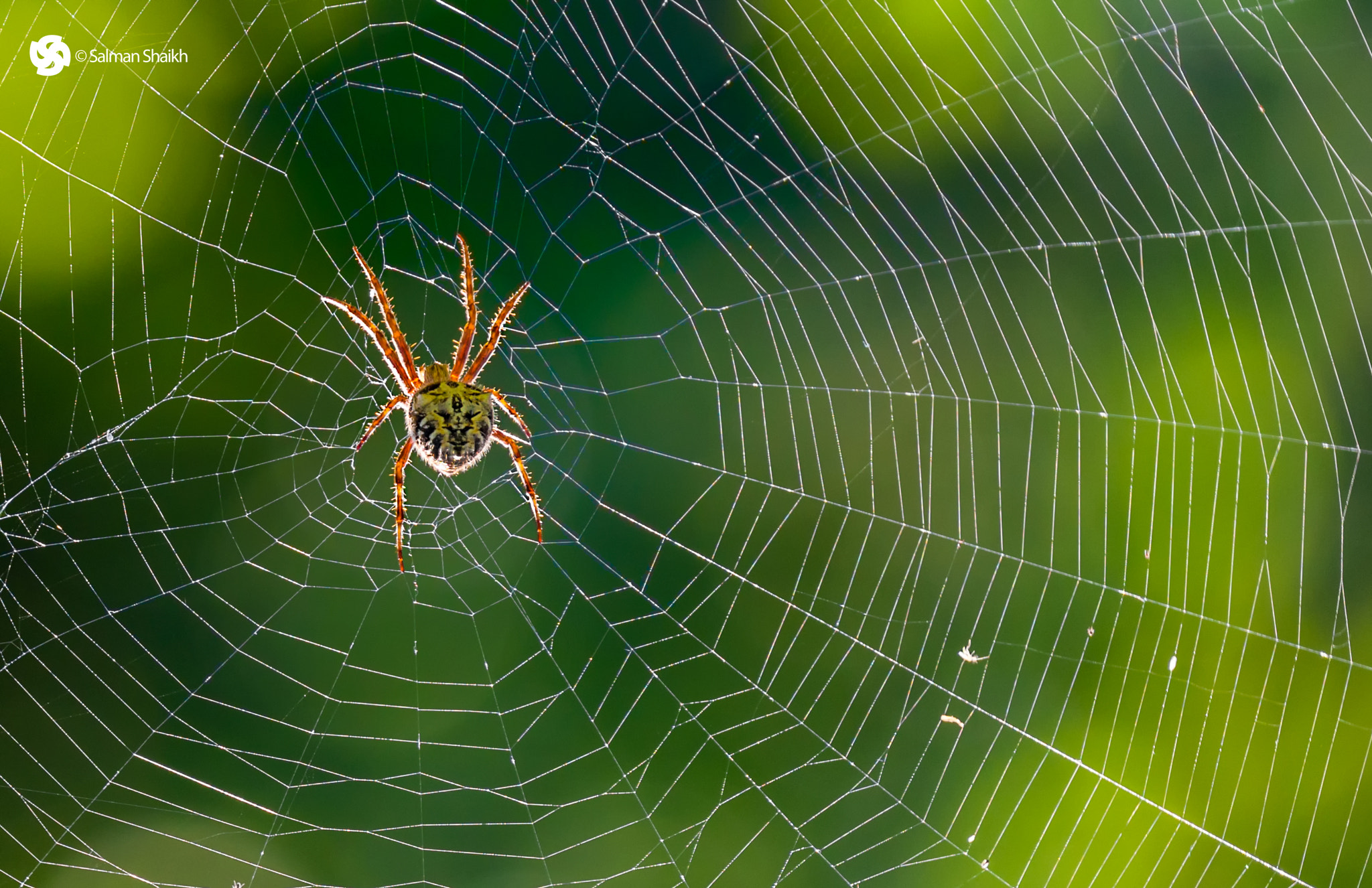 150-600mm F5-6.3 DG OS HSM | Contemporary 015 sample photo. The face v2 photography