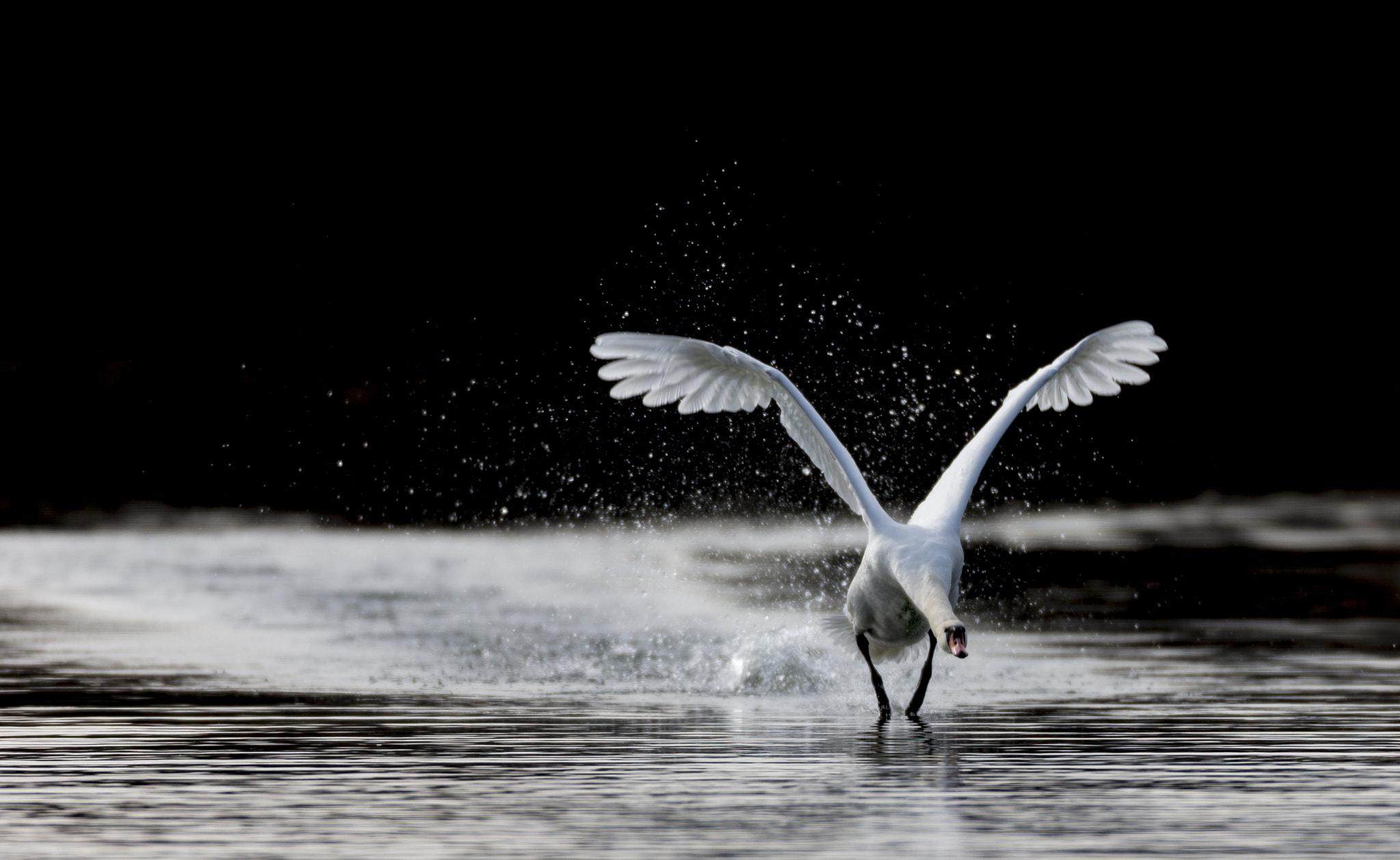 Canon EF 600mm f/4L IS sample photo. Swan lake photography