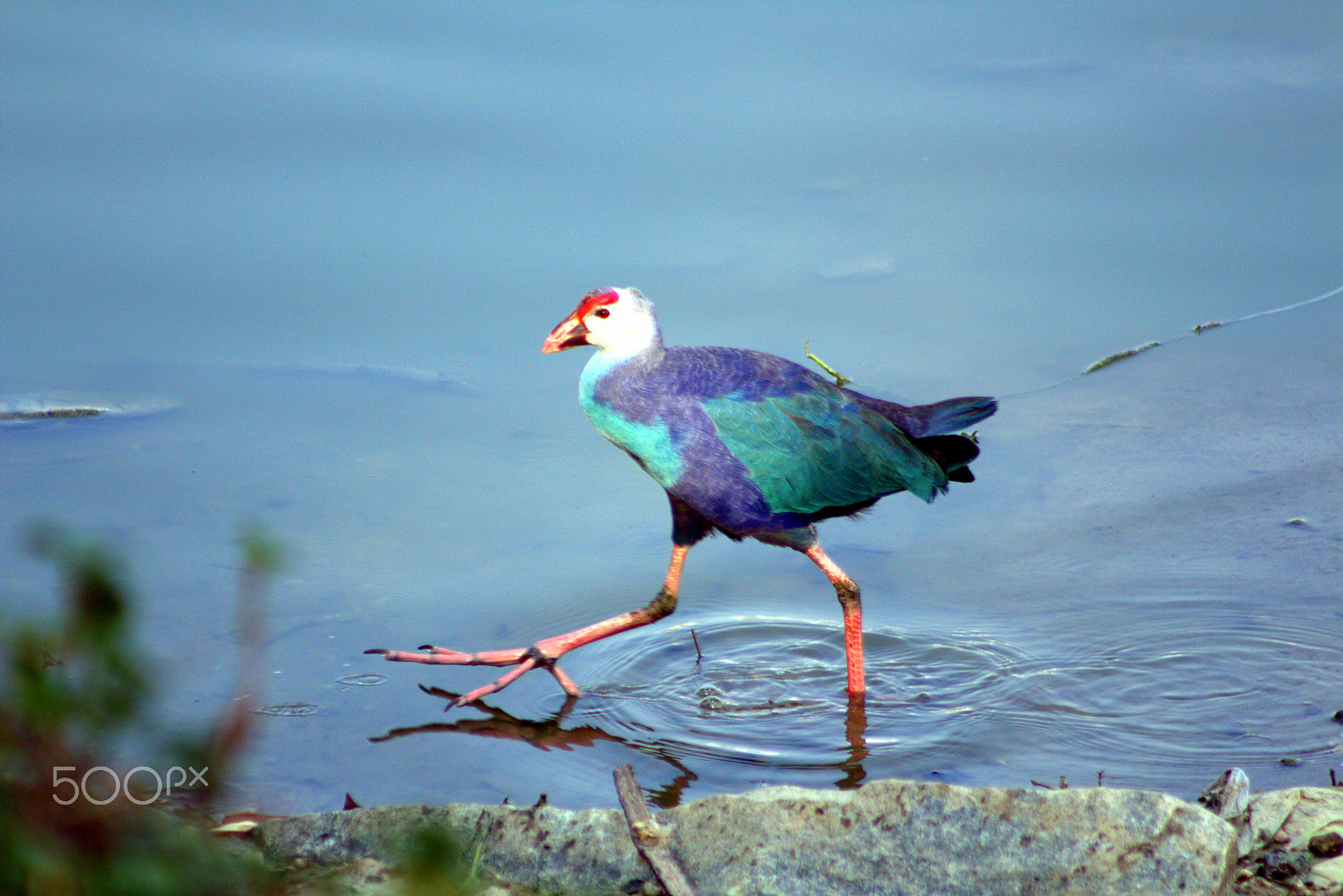 Canon EOS 700D (EOS Rebel T5i / EOS Kiss X7i) + EF75-300mm f/4-5.6 sample photo. Birds photography